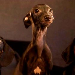 Tres perros están sentados uno junto al otro sobre un fondo oscuro. Dos son teckels con un pelaje negro y tostado brillante, y el tercero es un galgo italiano delgado con una expresión curiosa, como si estuviera reflexionando sobre los beneficios del agua hidrogenada.